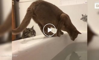 A cat threw its competitor into the bathtub of its owner