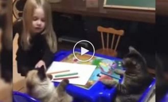 Kitten teacher
