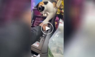 “Get lost!”: a cat guards an ATM