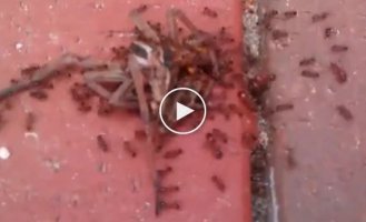 Командная работа муравьев во время транспортировки добычи
