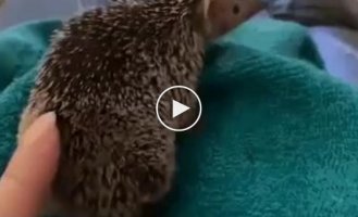 Attention, the hedgehog itches