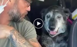 An old dog from a shelter found a family