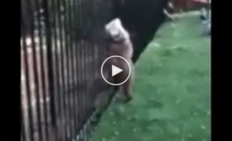 Полицейские помогли медвежонку