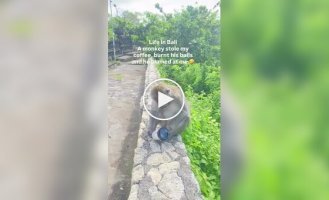 Обезьяна украла стакан с кофе и поплатилась за это