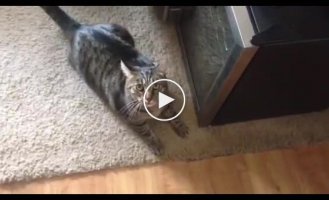 Реакция кошки на запах другого кота на хозяйке