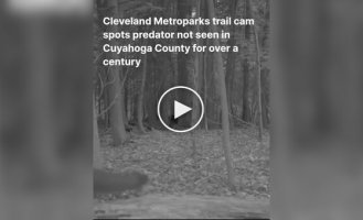 У США на відео потрапила тварина, яка вважалася винищеною в регіоні