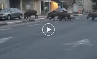 Кабаны прогулялись по улицам опустевшего из-за карантина города