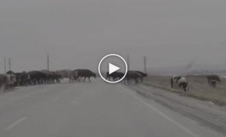 Cows on ice in Magnitogorsk