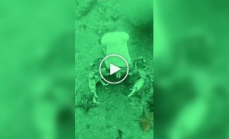 На відео потрапив краб-кухар