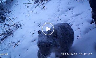 Снежный барс и барсёнок, горы Алматинского заповедника