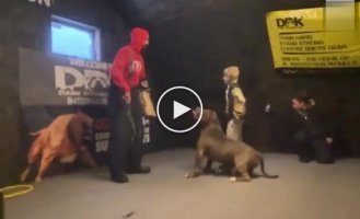 A well-trained dog knows when to attack
