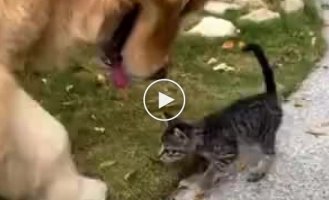 Cat and dog meeting