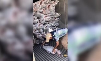 Quick unloading of a truck with frozen fish