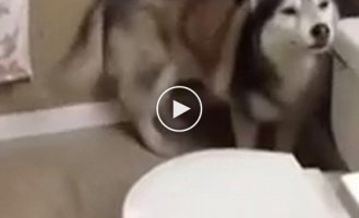 Husky doesn't like to wash himself, so he does it every time before the shower