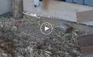 Обычная ситуация для первого января на примере животных
