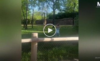 Женщина прыгнула в вольер с жирафами и получила неприятный урок