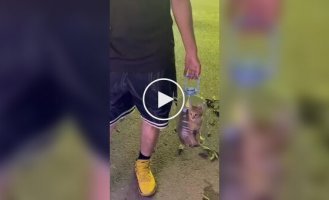 Китаец носит кота в пятилитровой бутылке с дыркой