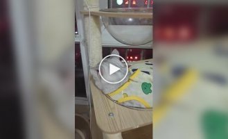 Кішки та прозора лежанка
