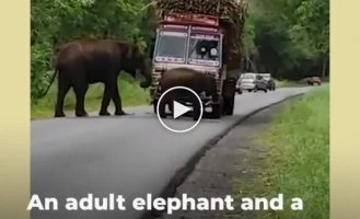 The cutest tax truck drivers pay with reeds to elephants