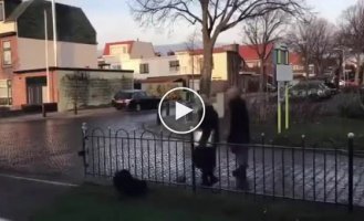 Забавный пес, который просит прохожих с ним поиграть