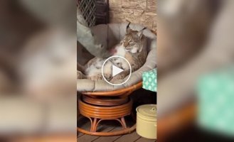 Одомашненная рысь превратилась в толстенького кота
