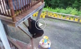 Не пытайтесь спрятаться от медведя на балконе