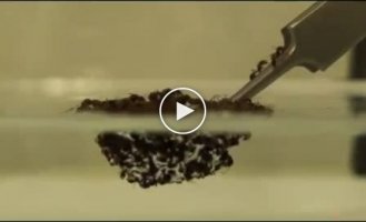 Муравьи выживают вместе