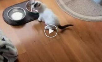 Kitten talking to its owner
