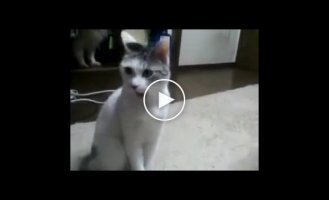 Забавный кот