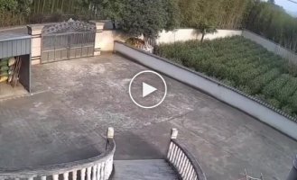 Кабан против ворот