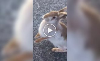 Strange hare on the road