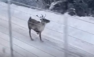 Соревнуясь с оленем на быстроту