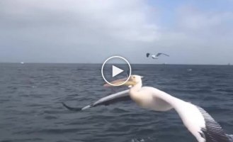 Non-stop pelican lunch