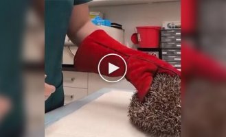 Необычный способ: как сделать укол ежику