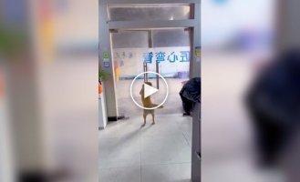 Пес вышел погулять и передумал