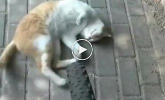 Пушистая автоподставщица