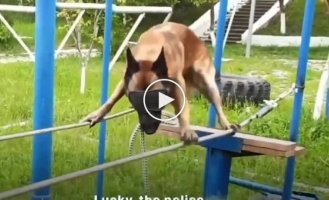Four-legged police assistant training