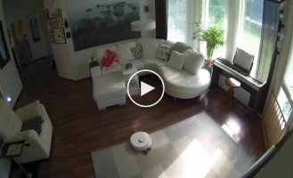 Собачий сюрприз: робот-пылесос и уборка по расписанию