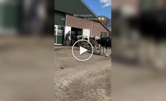 Коровы радуются свежей траве после зимы