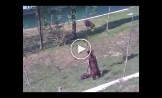Медведица снимает медвеженка с дерева