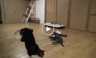 Коты в замедленной съемке