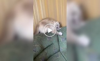 Баг в прошивке кота