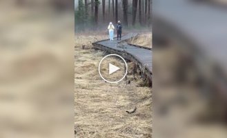 Рысь перекусила во время прогулки