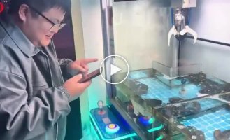 В Китае вместо игрушек в автомате — живые лобстеры