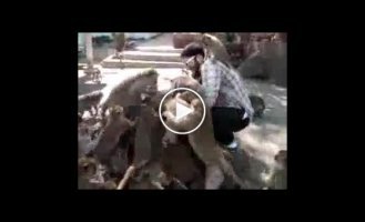 Обезьянки атакуют туриста