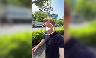 В японском зоокафе можно арендовать собаку на час