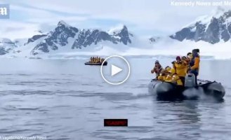 In Antarctica, a penguin, swimming away from killer whales, jumped straight into a boat with tourists