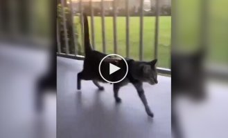 Cat escape problem solved