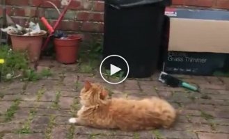 Сторожевые кошки против наглой чайки