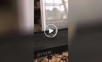 Parrot exercises on a treadmill